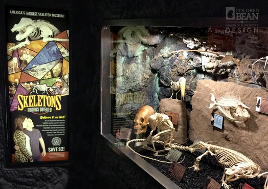 Skeletons: Animals Unveiled Display at Ripleys Believe It or Not!